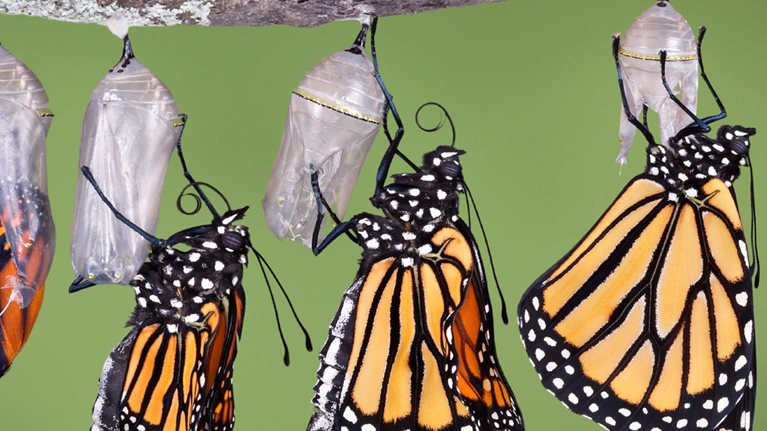 Image_hero-rebirth-cmo-app