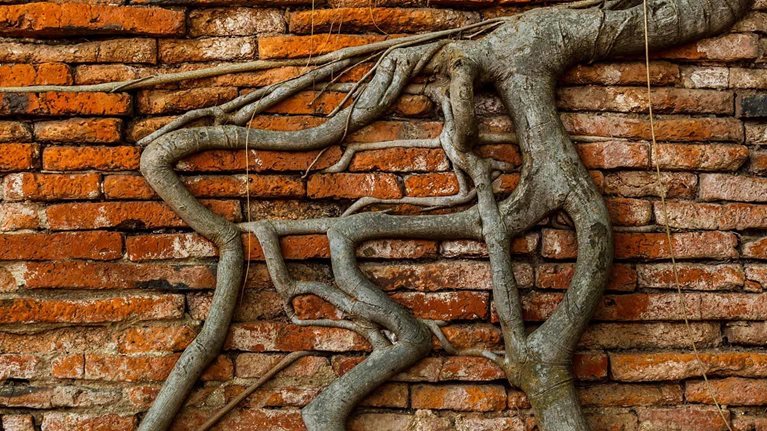 Roots-of-growth_thumb_1536x1536_200_Standard