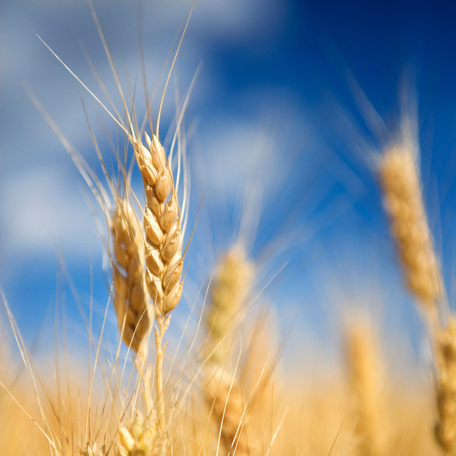 How-big-data-will-revolutionize-the-global-food-chain-1536x1536_Standard
