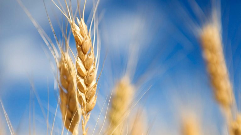 How-big-data-will-revolutionize-the-global-food-chain-1536x1536_Standard