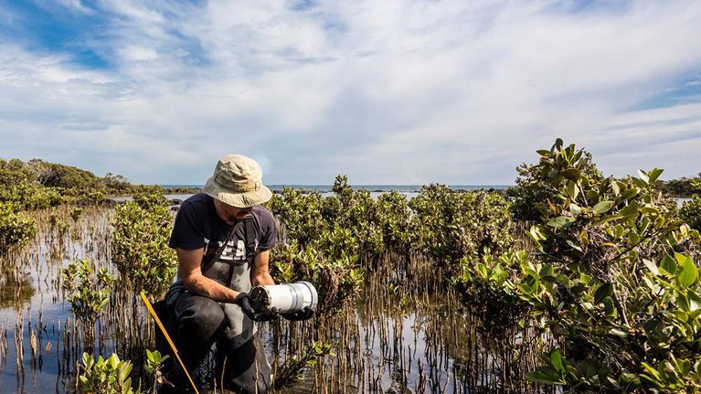 Scientist collecting a sediment core