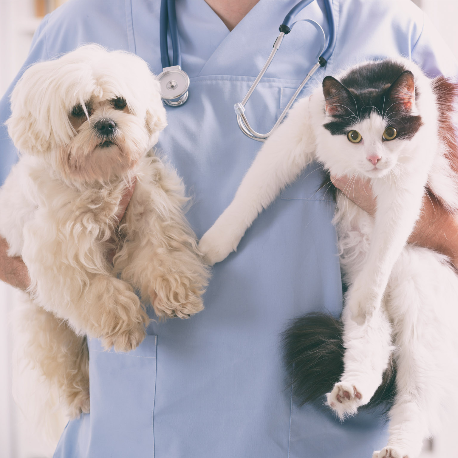 Bringing an animal health business into the fold