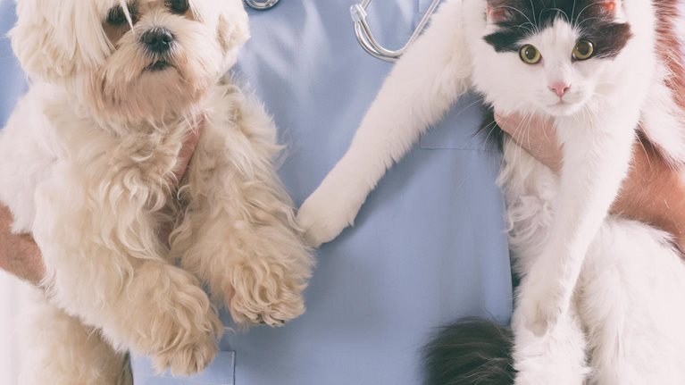 Bringing an animal health business into the fold