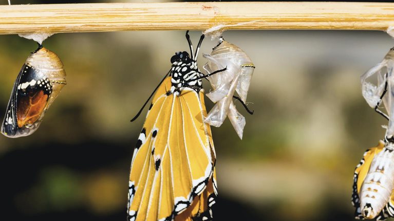 Doing vs being: Practical lessons on building an agile culture