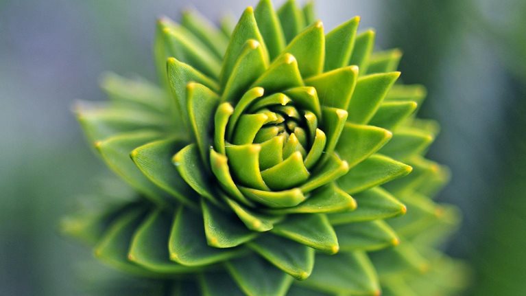 A tight focus shot of a the top of a monkey puzzle tree with the leaves receding out of focus in a spiral pattern.