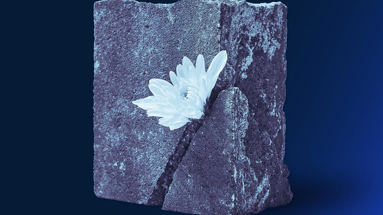 A single white flower growing out of a crack in a piece of concrete