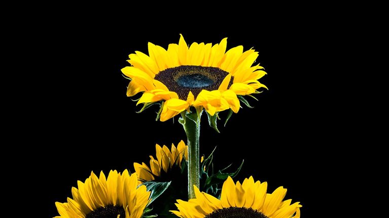 Sunflowers arranged in a pyramid shape
