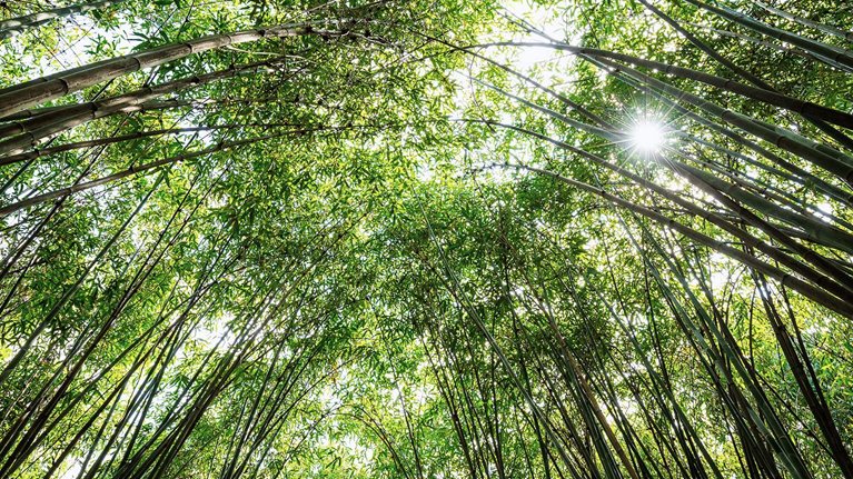 Rev up your growth engine: Lessons from through-cycle outperformers