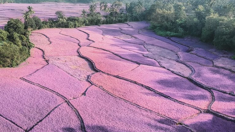 The committed innovator: A conversation with board director Ireena Vittal