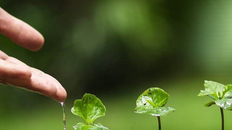 How companies manage sustainability