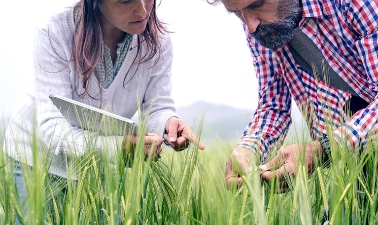Farmers with digital tablet examining wheat field.