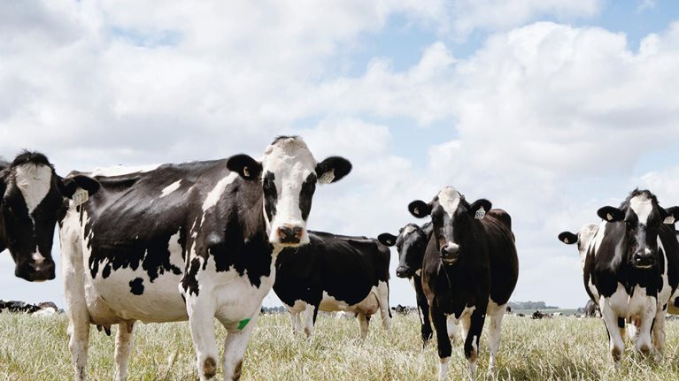 How the COVID-19 pandemic has changed dairy preferences among US consumers