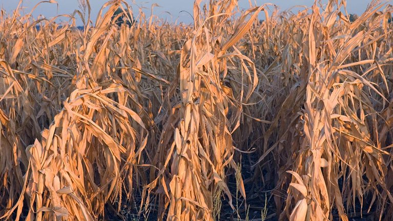 Corn field burnt during drought