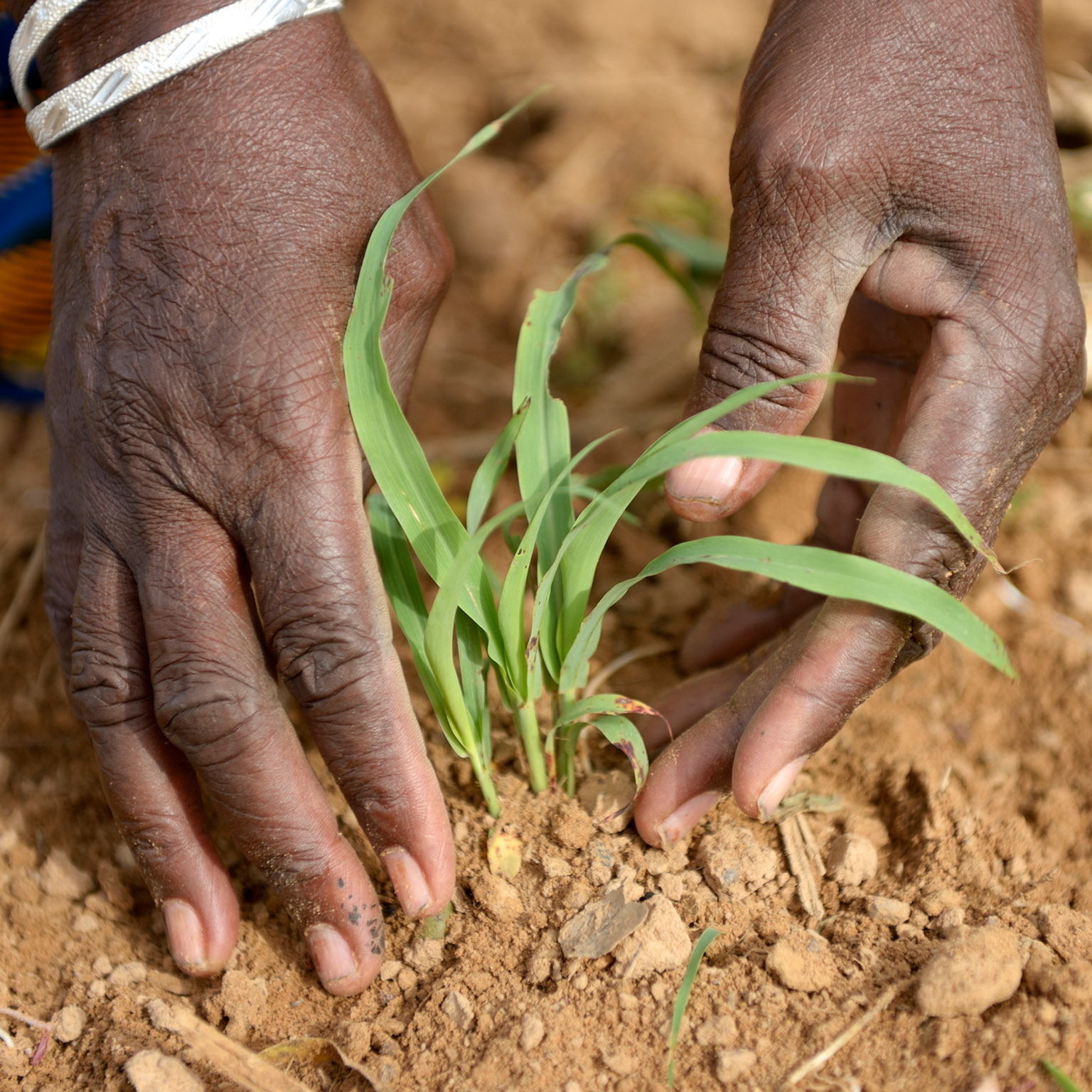 Winning in Africa's agricultural market