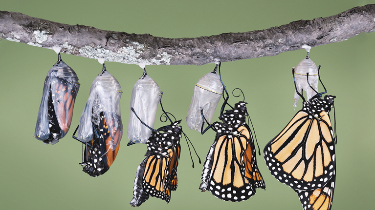 From survival to renewal: At-scale holistic transformation in the consumer goods industry