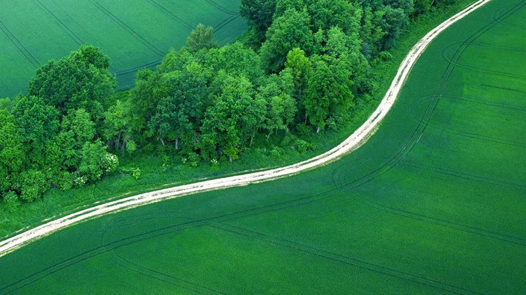 Lush green grasslands