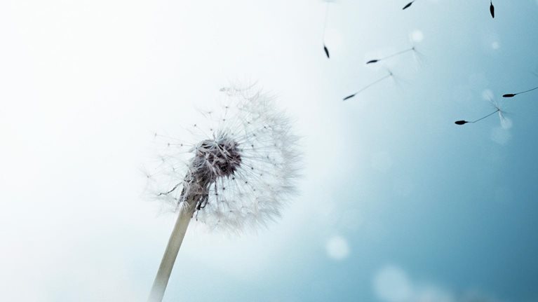 Dandelions' flying grains