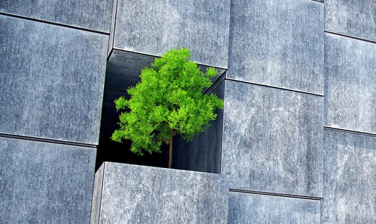 A wall of large concrete blocks. One block is missing and a modest but sturdy tree grows within the empty space.